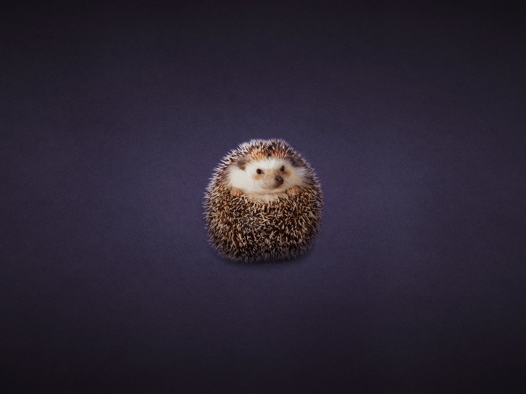 Обои клубок, ежик, еж, темноватый фон, tangle, hedgehog, dark background разрешение 1920x1200 Загрузить