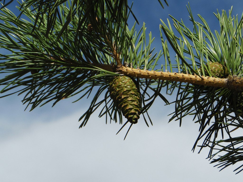 Обои ветка, шишка, сосна, branch, bump, pine разрешение 2560x1600 Загрузить