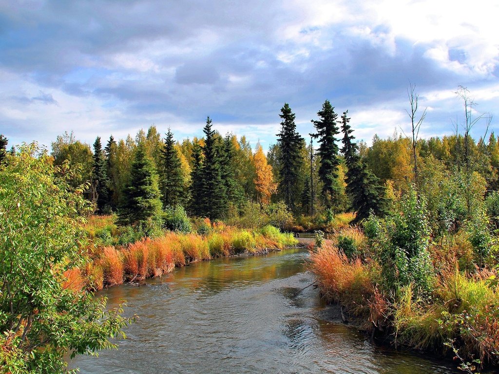 Обои деревья, лес, пейзаж, осень, речка, аляска, trees, forest, landscape, autumn, river, alaska разрешение 2560x1600 Загрузить