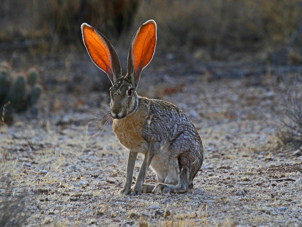 Обои трава, природа, уши, заяц, grass, nature, ears, hare разрешение 1920x1200 Загрузить