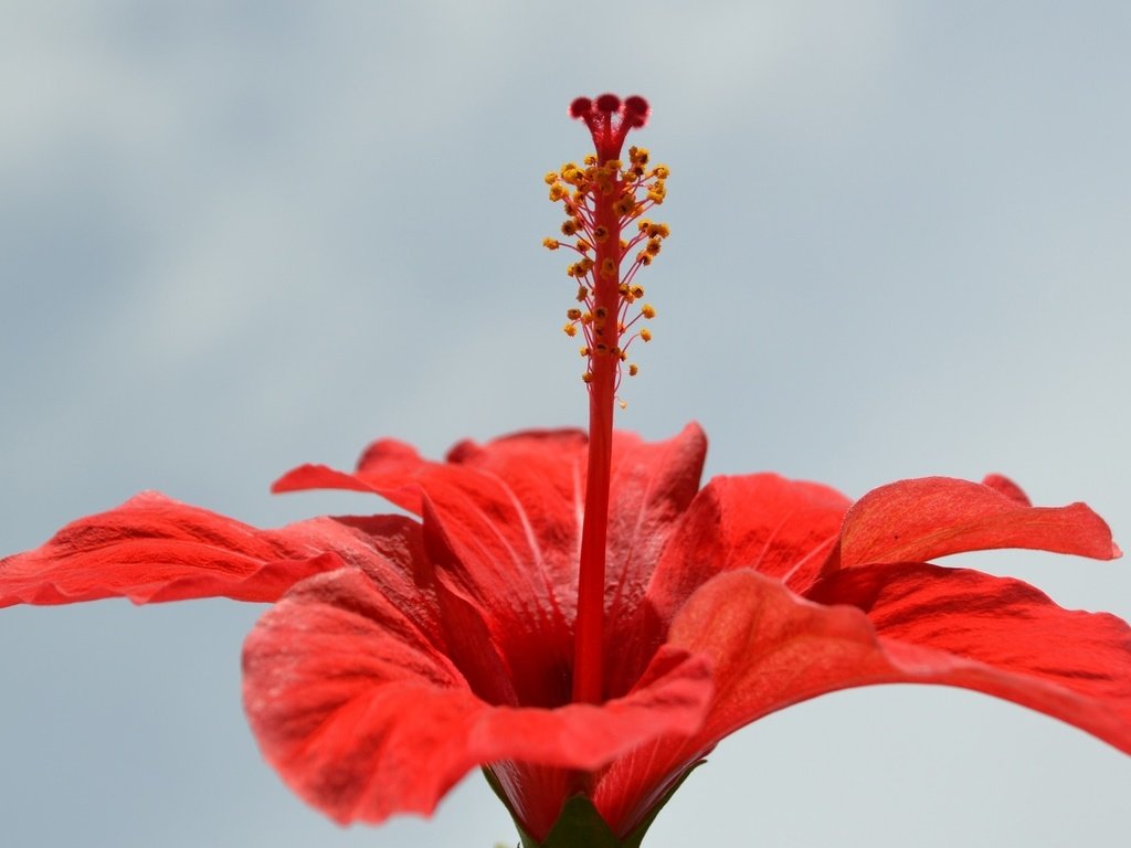 Обои макро, цветок, лепестки, красный, гибискус, macro, flower, petals, red, hibiscus разрешение 1920x1200 Загрузить