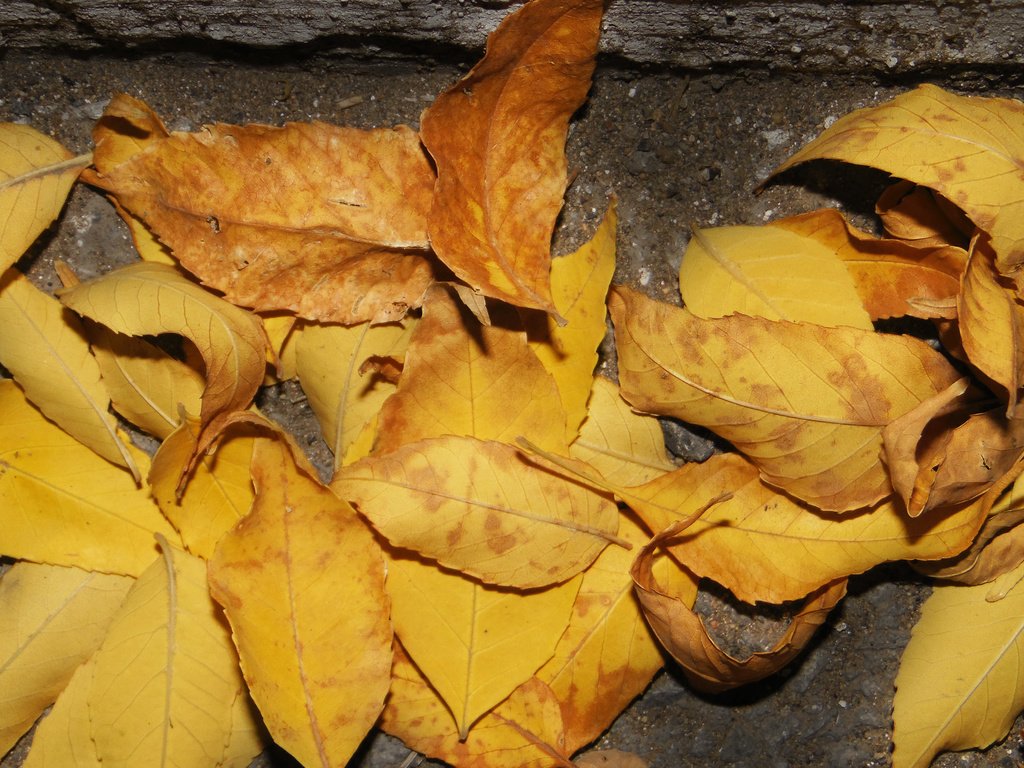 Обои листья, осень, асфальт, leaves, autumn, asphalt разрешение 2560x1600 Загрузить