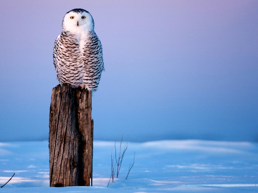 Обои фото мудрой совы, photo by wise owl разрешение 1920x1200 Загрузить