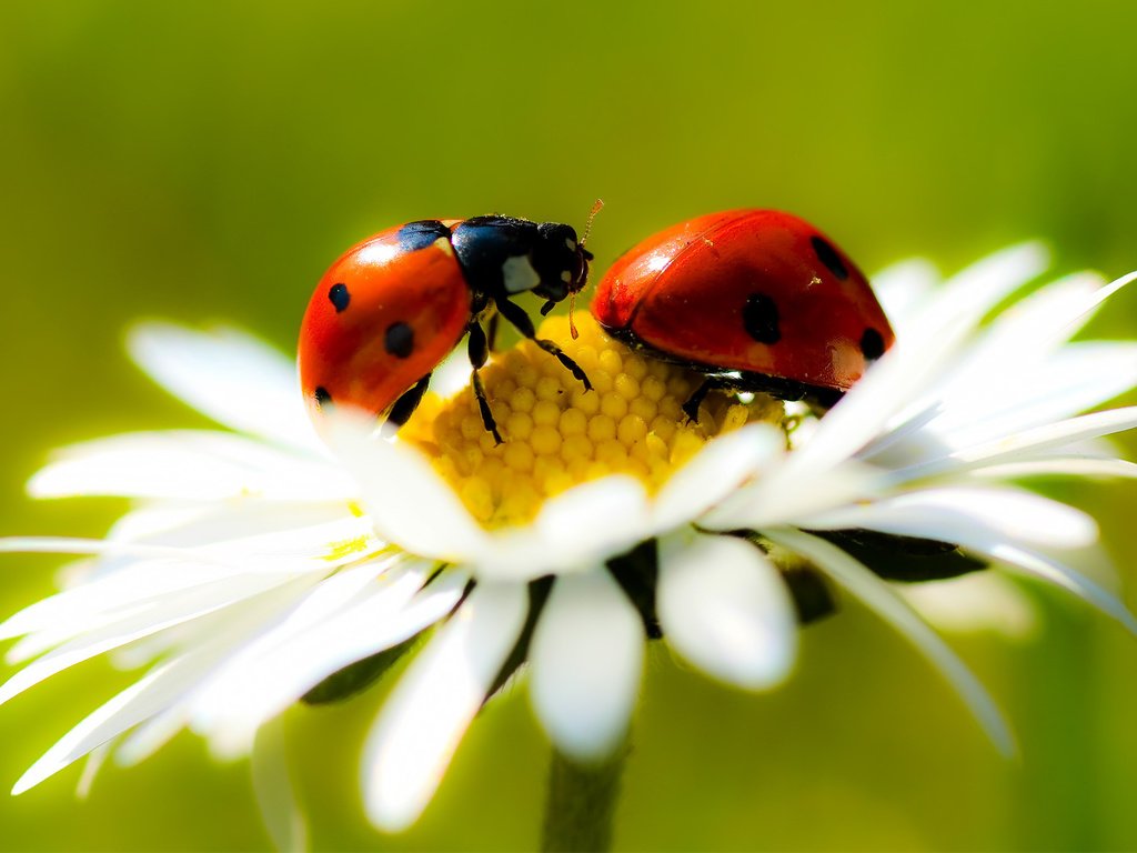 Обои ромашка, насекомые, красивые, супер, daisy, insects, beautiful, super разрешение 1920x1200 Загрузить