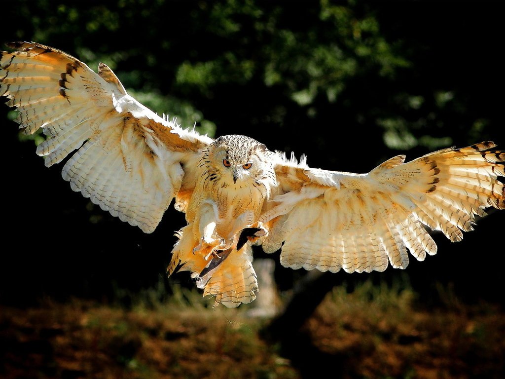 Обои сова, полет, крылья, птица, owl, flight, wings, bird разрешение 1920x1200 Загрузить