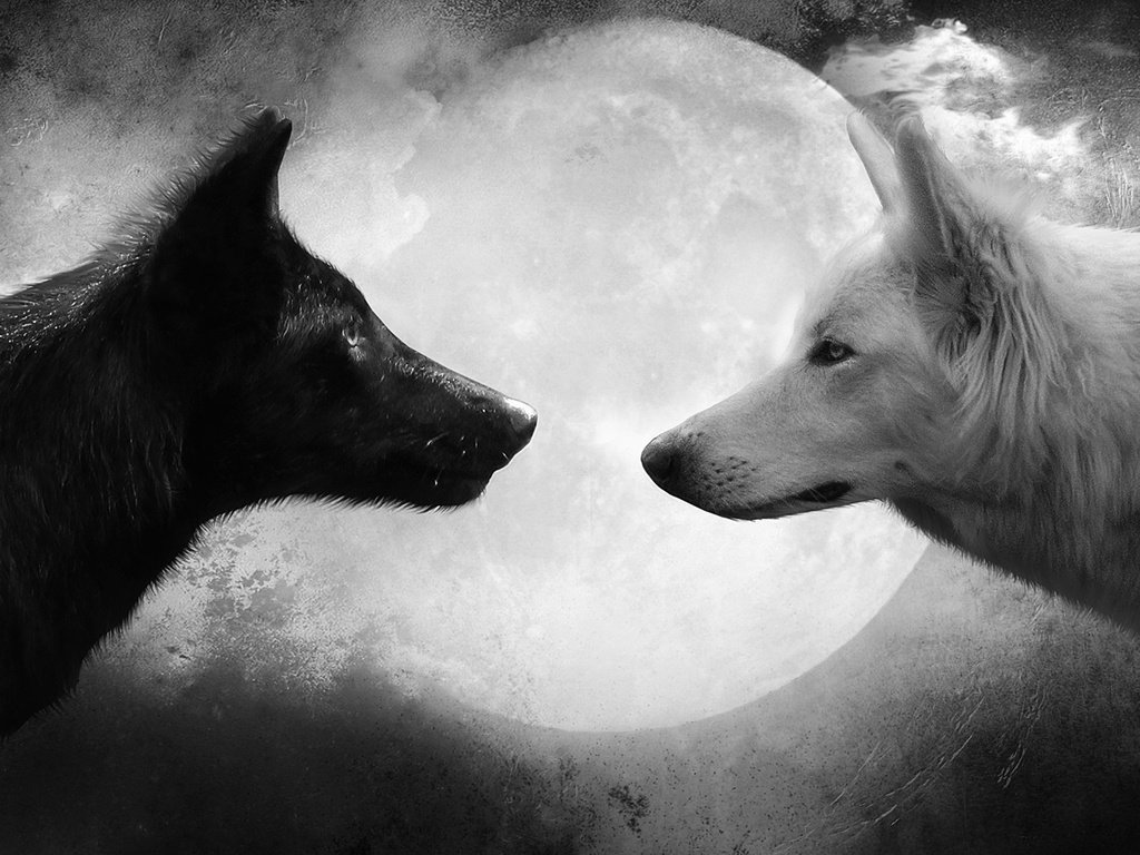 Обои черный, белый, волк, чёрное и белое, black, white, wolf, black and white разрешение 2560x1920 Загрузить