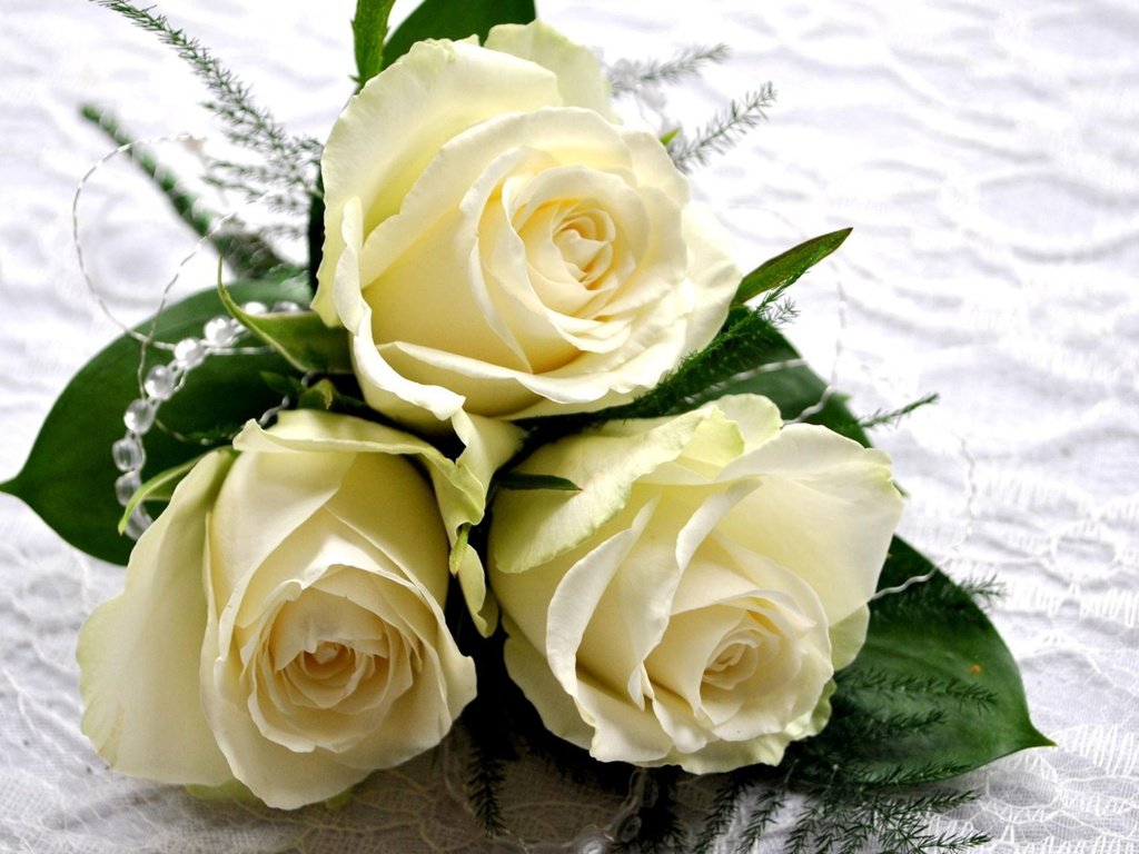 Обои цветы, розы, белые, три, flowers, roses, white, three разрешение 2560x1440 Загрузить