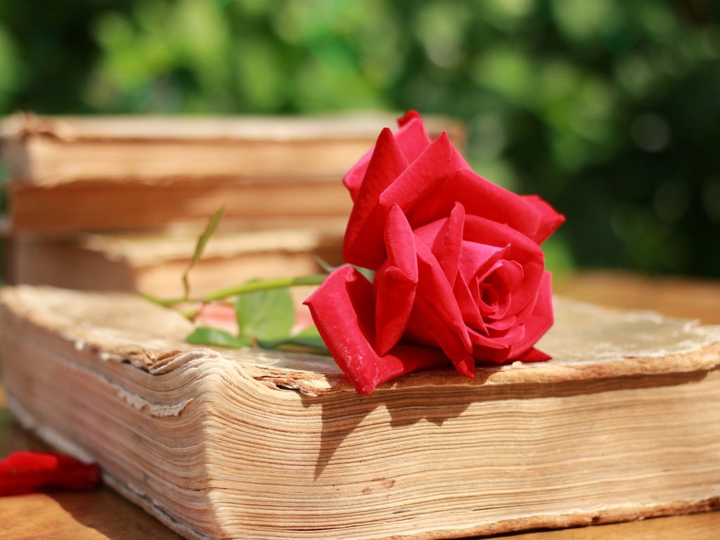 Обои макро, роза, лепестки, красная, книга, страницы, macro, rose, petals, red, book, page разрешение 3400x2280 Загрузить
