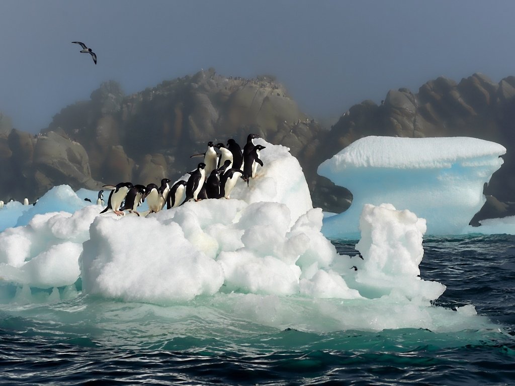 Обои вода, снег, антарктида, пингвины обои, птицы картинки, прыжок фото, water, snow, antarctica, penguins wallpaper, birds images, jump photo разрешение 1920x1200 Загрузить