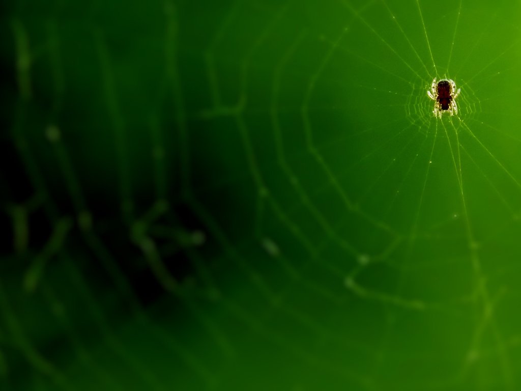 Обои микро, паук, паутина, супер макро, micro, spider, web, super macro разрешение 1920x1080 Загрузить