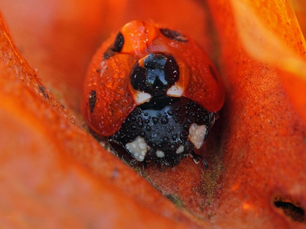 Обои насекомое, цветок, роса, капли, божья коровка, insect, flower, rosa, drops, ladybug разрешение 1920x1200 Загрузить