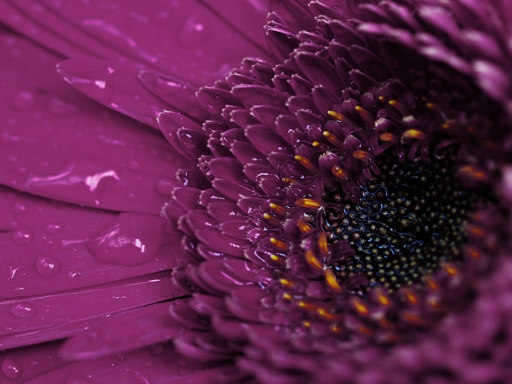 Обои макро, цветок, роса, капли, гербера, macro, flower, rosa, drops, gerbera разрешение 1920x1200 Загрузить