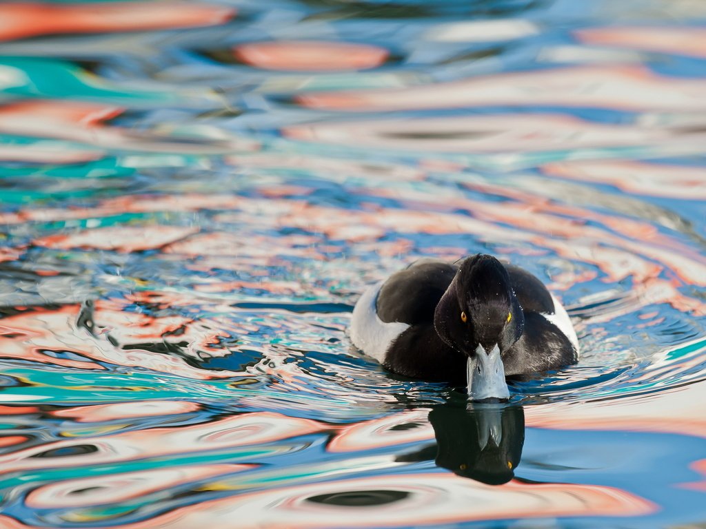 Обои вода, природа, птица, утка, water, nature, bird, duck разрешение 2560x1600 Загрузить