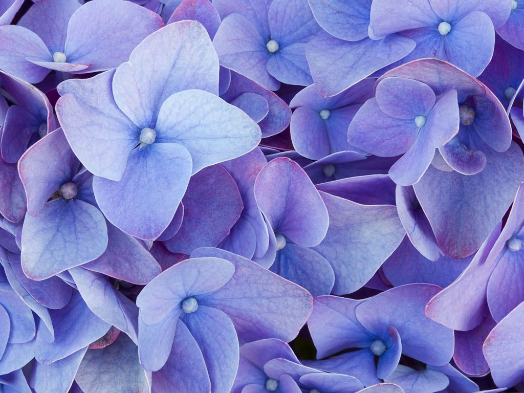 Обои цветы, макро, голубые, гортензия, flowers, macro, blue, hydrangea разрешение 1920x1200 Загрузить