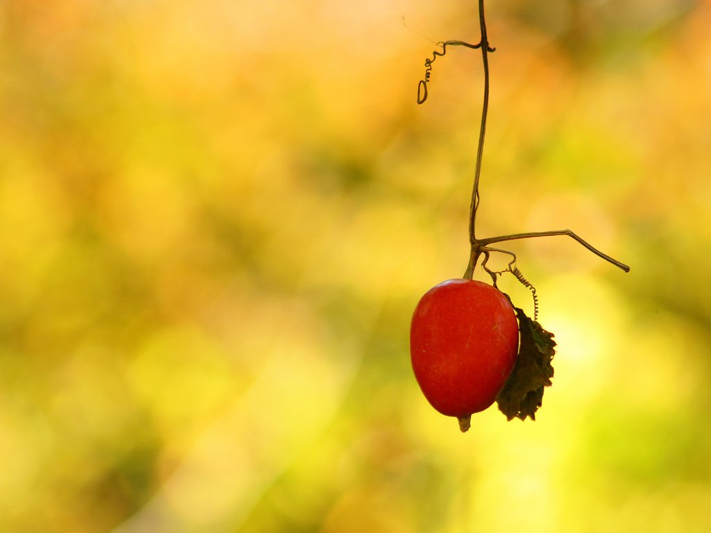 Обои ветка, фон, лист, плод, растение, усики, branch, background, sheet, the fruit, plant, antennae разрешение 2048x1390 Загрузить