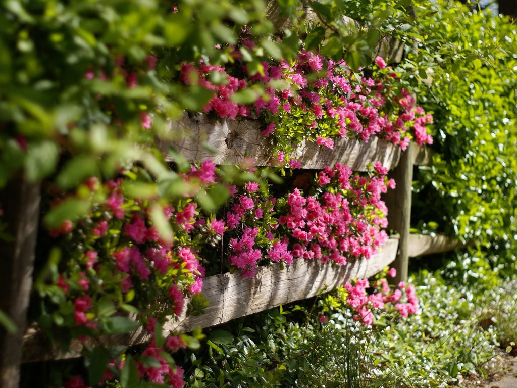 Обои цветы, природа, забор, ограда, flowers, nature, the fence, fence разрешение 2048x1371 Загрузить