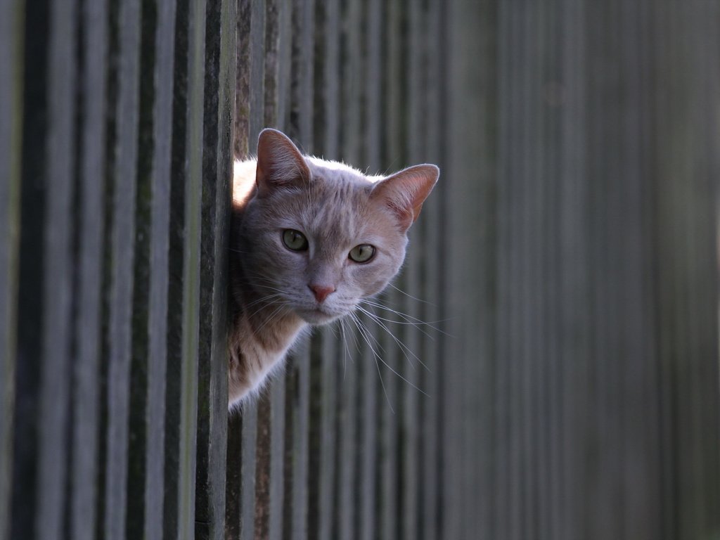 Обои кот, кошка, взгляд, забор, рыжий, cat, look, the fence, red разрешение 2560x1600 Загрузить