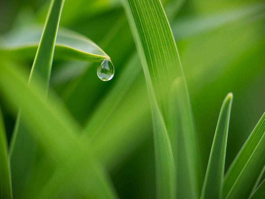 Обои трава, макро, роса, капля, grass, macro, rosa, drop разрешение 2048x1367 Загрузить