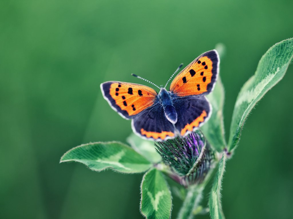 Обои макро, цветок, бабочка, насекомые, macro, flower, butterfly, insects разрешение 1920x1280 Загрузить