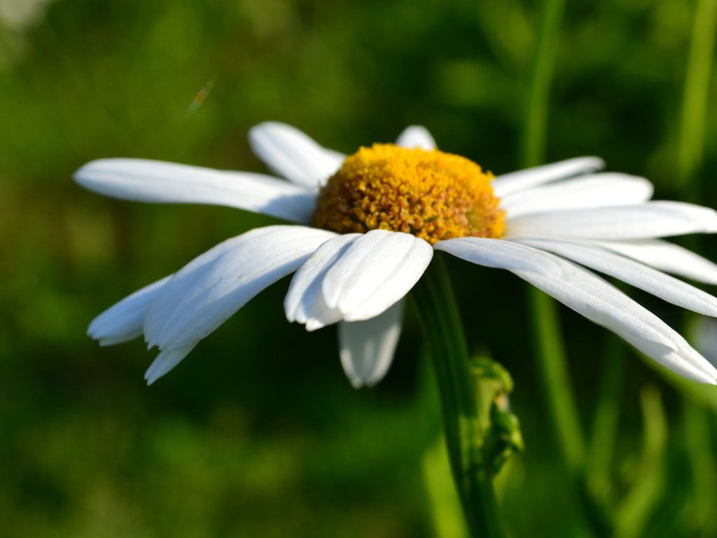 Обои природа, макро, цветок, лето, ромашка, nature, macro, flower, summer, daisy разрешение 4608x3072 Загрузить