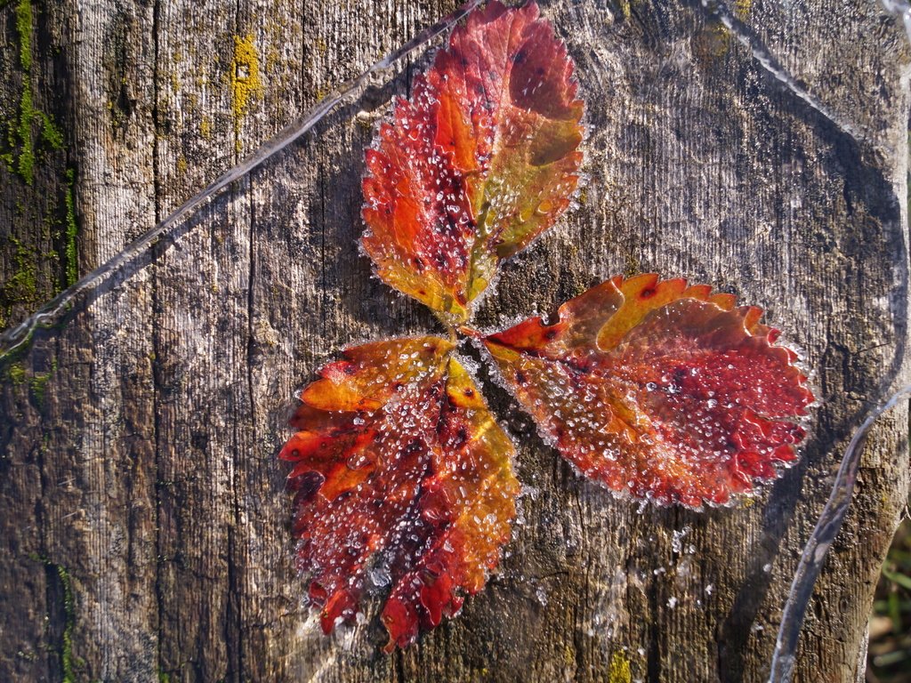 Обои природа, листья, иней, лёд, nature, leaves, frost, ice разрешение 4912x2760 Загрузить