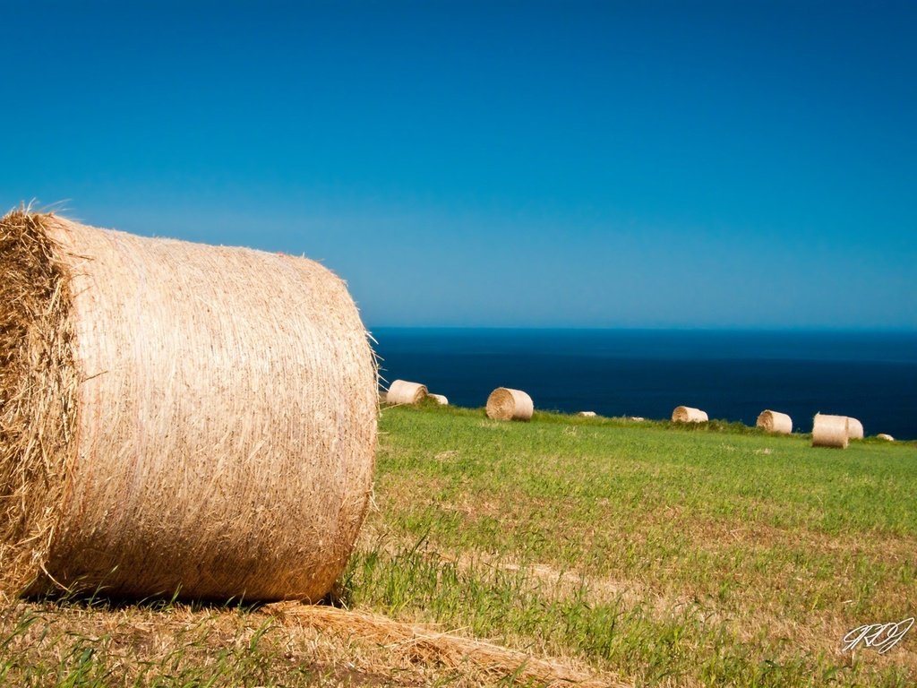 Обои небо, трава, пейзаж, поле, сено, австралия, тюки, рулоны, the sky, grass, landscape, field, hay, australia, bales, rolls разрешение 1920x1200 Загрузить