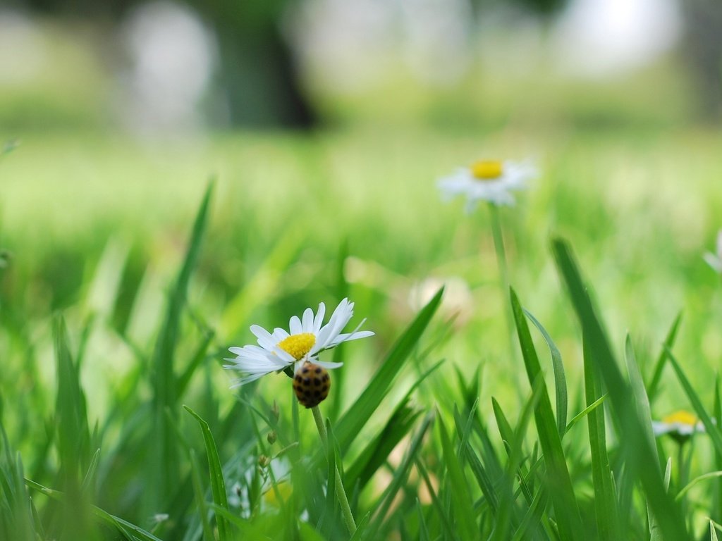 Обои трава, природа, цветок, белый, ромашка, божья коровка, ромашки, grass, nature, flower, white, daisy, ladybug, chamomile разрешение 1920x1200 Загрузить