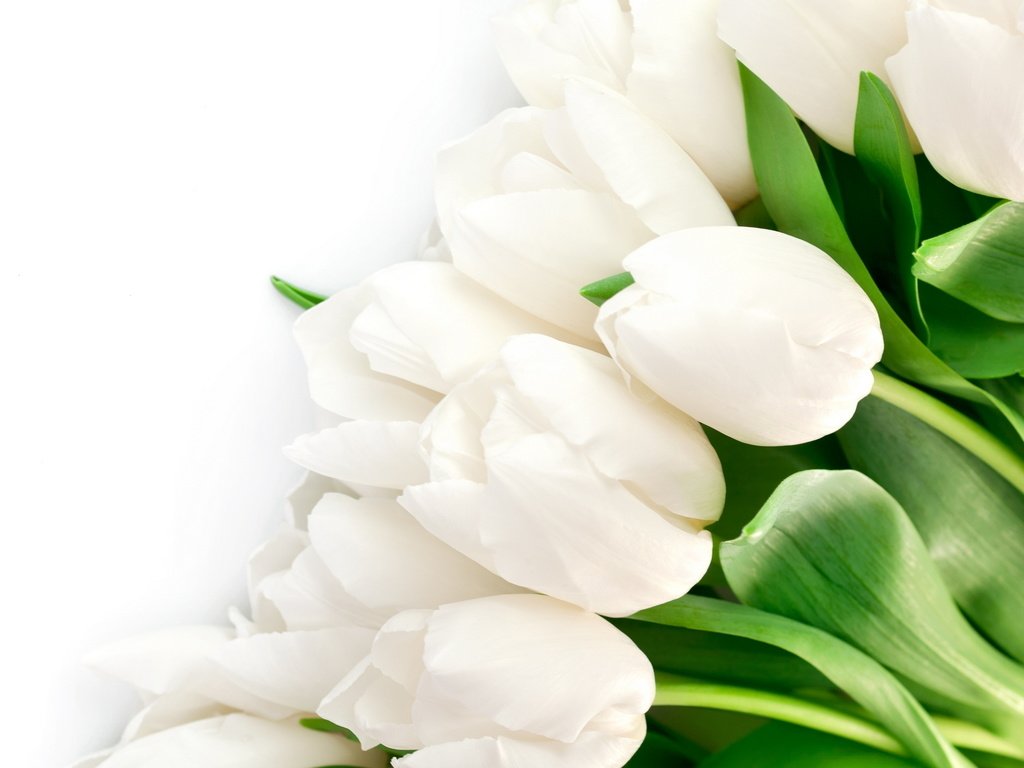 Обои цветы, букет, тюльпаны, белые, flowers, bouquet, tulips, white разрешение 2560x1600 Загрузить