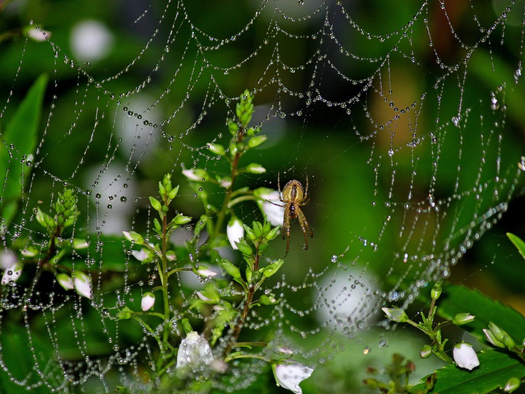 Обои цветы, макро, роса, капли, насекомые, паук, паутина, flowers, macro, rosa, drops, insects, spider, web разрешение 2048x1487 Загрузить