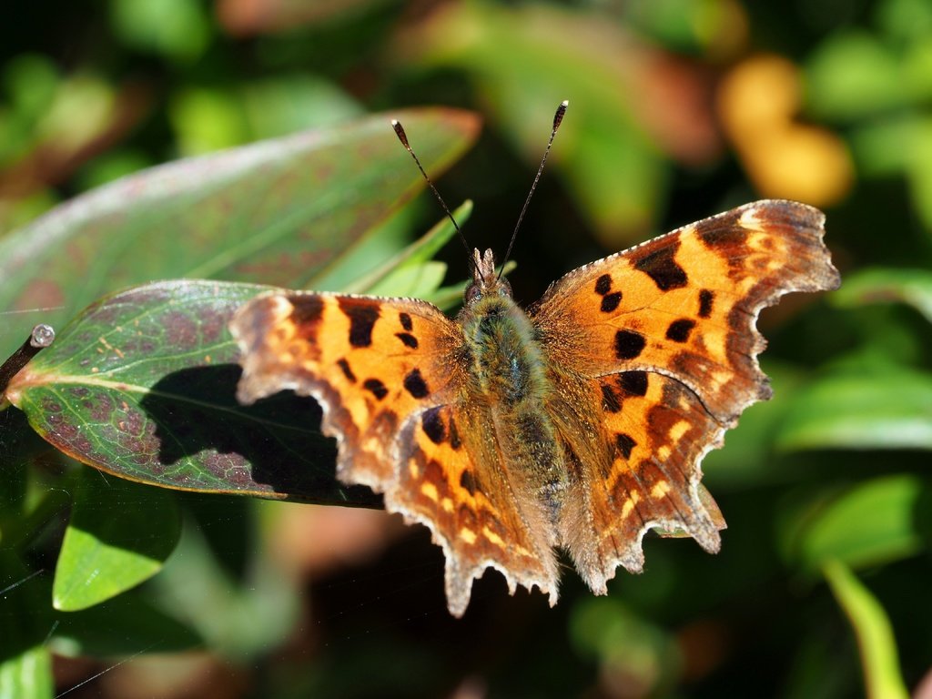 Обои листья, макро, бабочка, насекомые, leaves, macro, butterfly, insects разрешение 4608x3456 Загрузить