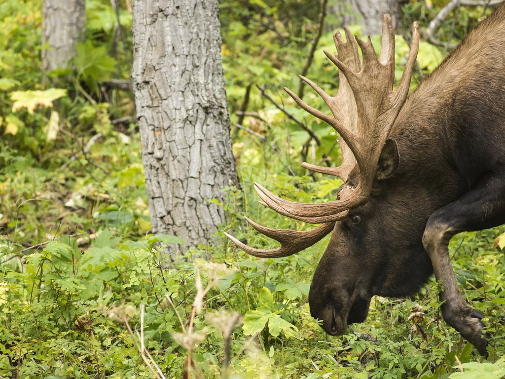 Обои лес, животные, рога, лось, forest, animals, horns, moose разрешение 1920x1200 Загрузить