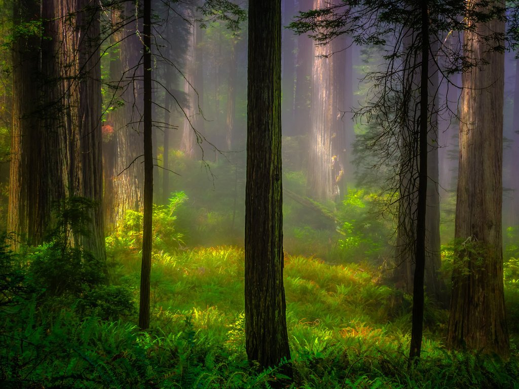 Обои лес, утро, калифорния, национальный парк, forest, morning, ca, national park разрешение 2048x1415 Загрузить