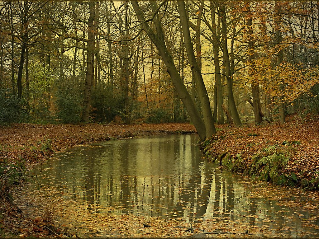 Обои деревья, река, лес, осень, trees, river, forest, autumn разрешение 2048x1365 Загрузить