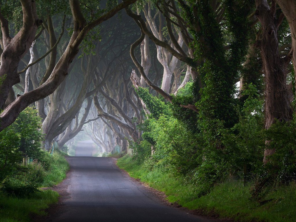 Обои дорога, деревья, природа, стволы, ирландия, road, trees, nature, trunks, ireland разрешение 2048x1363 Загрузить