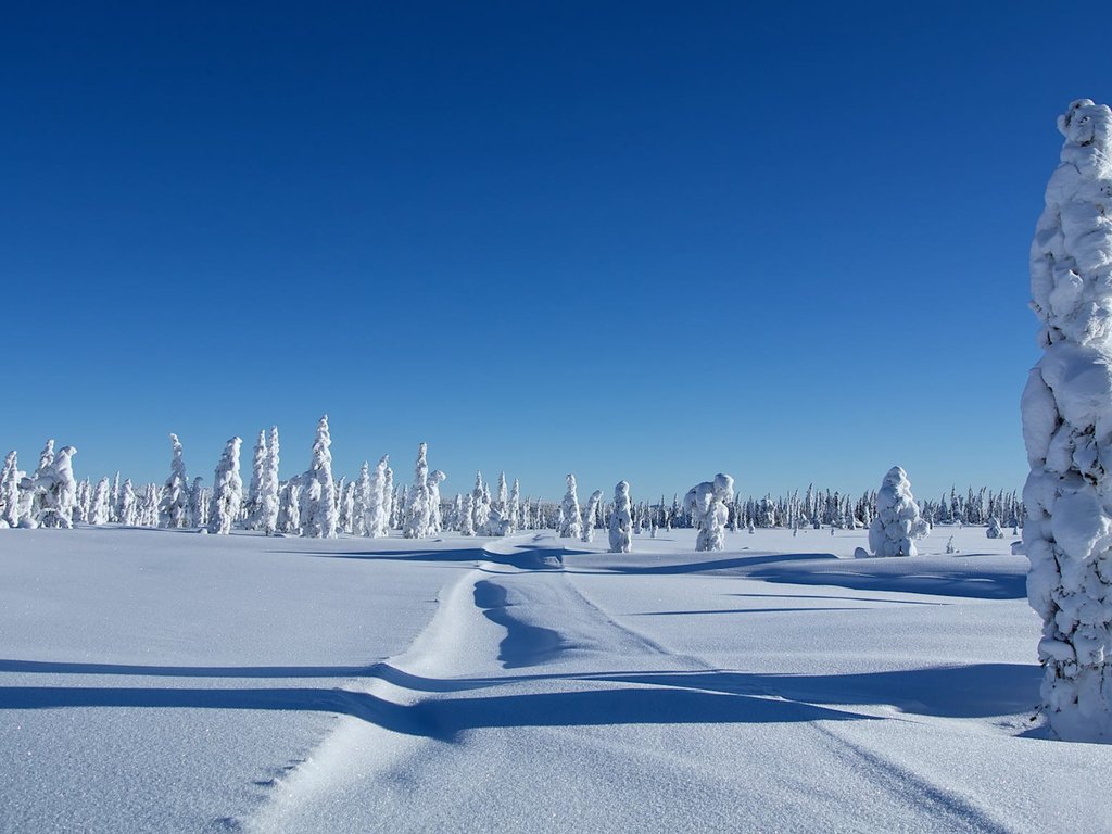 Обои деревья, снег, зима, сугробы, trees, snow, winter, the snow разрешение 1920x1177 Загрузить