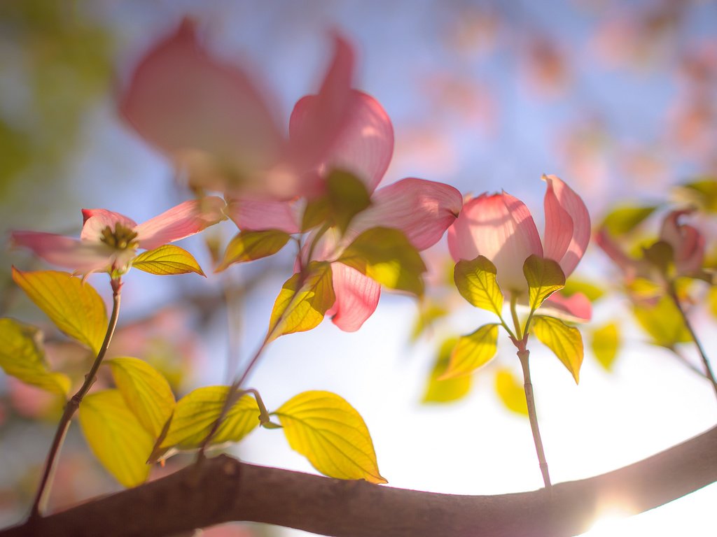 Обои небо, цветы, ветка, the sky, flowers, branch разрешение 2048x1363 Загрузить