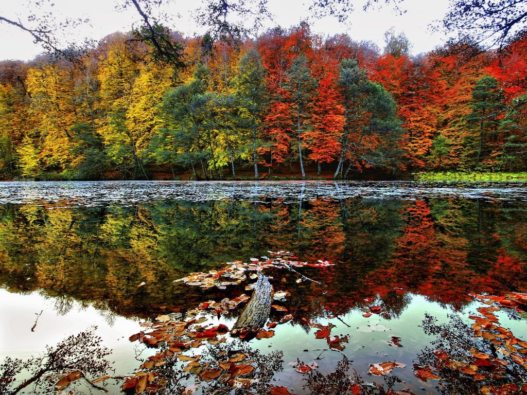 Обои деревья, озеро, лес, отражение, пейзаж, осень, trees, lake, forest, reflection, landscape, autumn разрешение 2048x1303 Загрузить