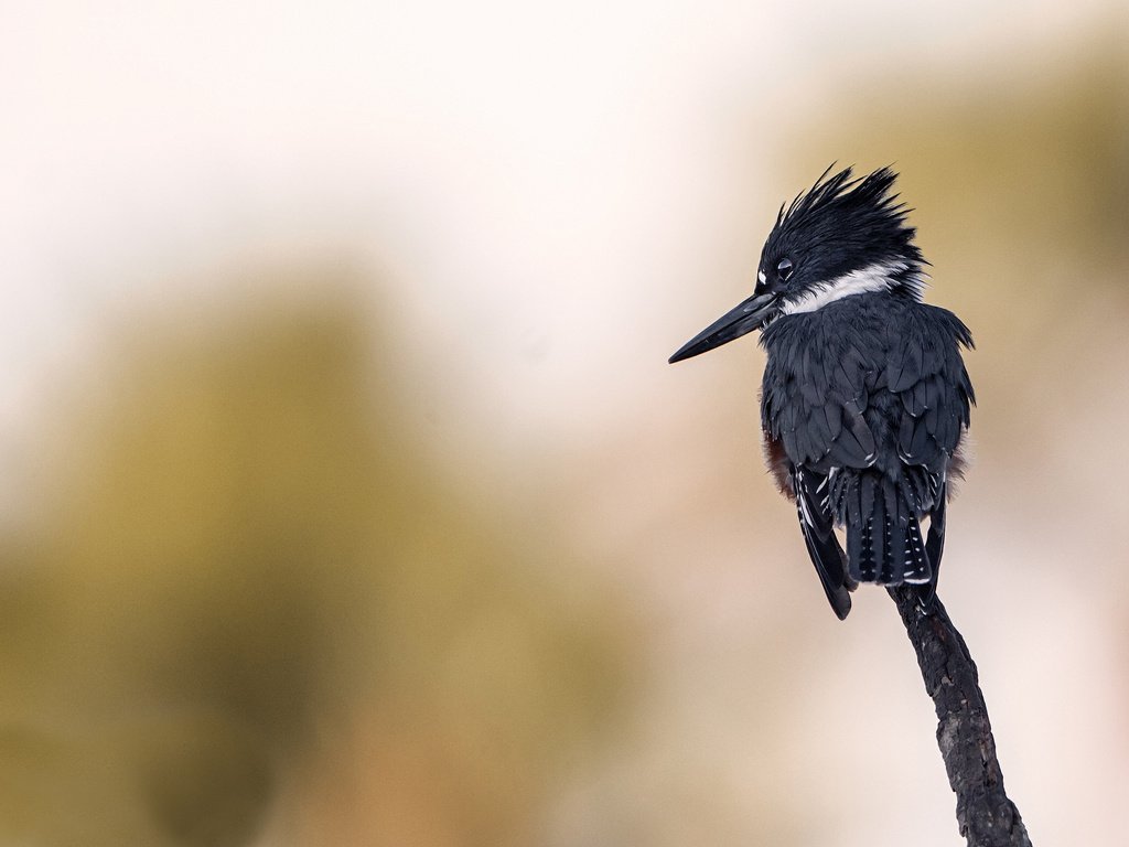 Обои ветка, фон, птица, клюв, зимородок, branch, background, bird, beak, kingfisher разрешение 2048x1366 Загрузить