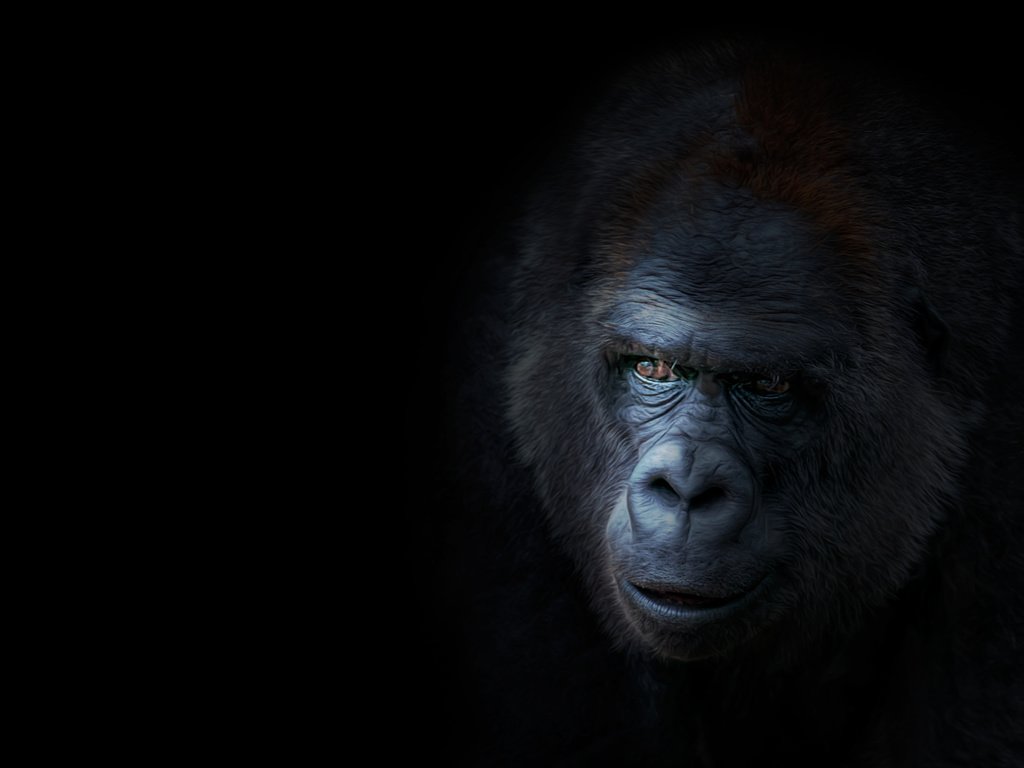 Обои взгляд, обезьяна, горилла, look, monkey, gorilla разрешение 5616x3744 Загрузить