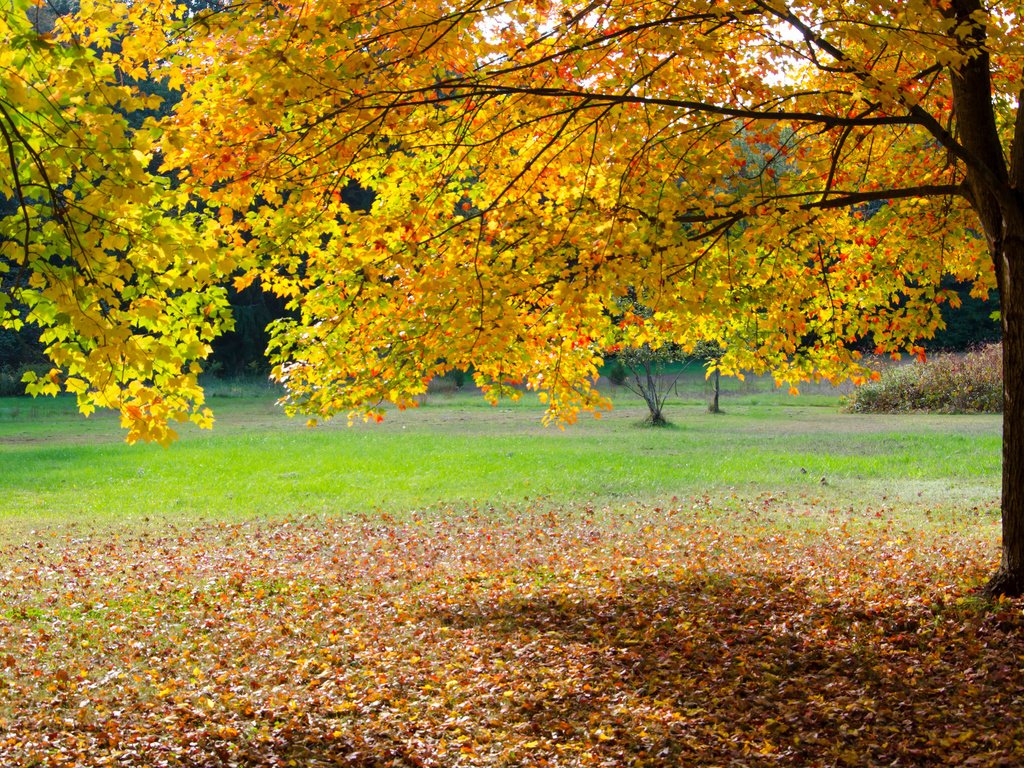 Обои деревья, листья, парк, осень, trees, leaves, park, autumn разрешение 2048x1356 Загрузить