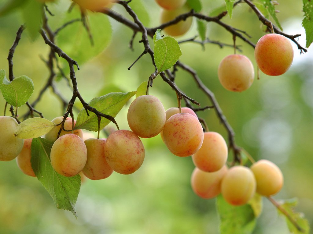 Обои дерево, листья, ветки, плоды, tree, leaves, branches, fruit разрешение 2048x1360 Загрузить