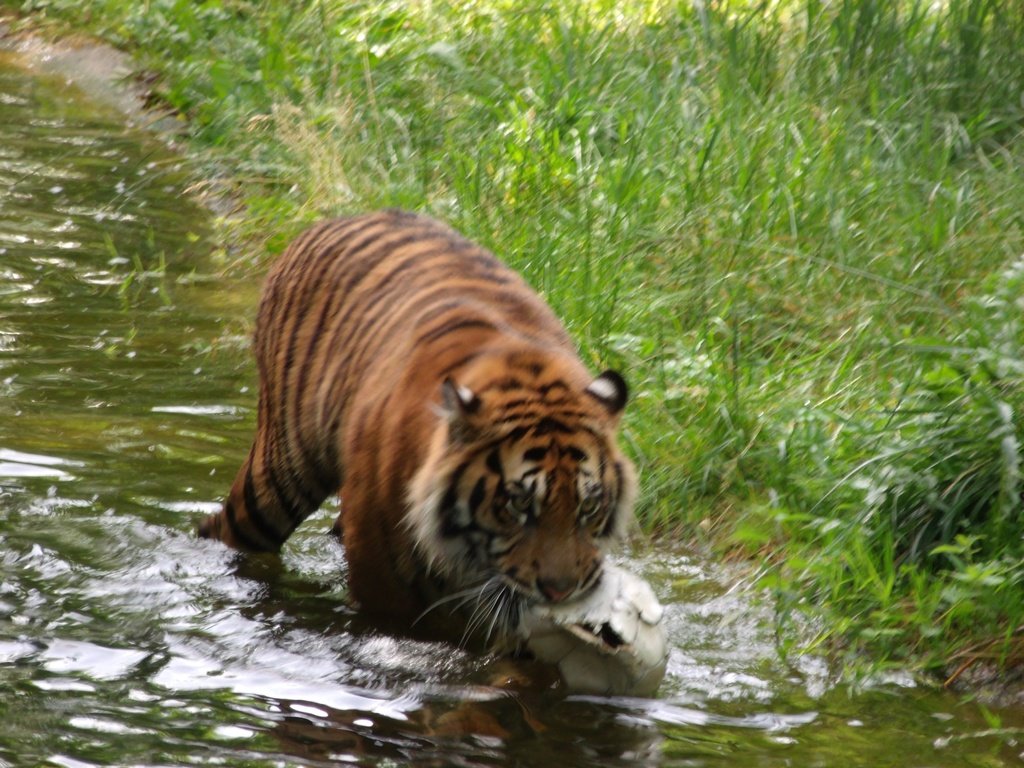 Обои тигр, хищник, германия, зоопарк, augsburg, tiger, predator, germany, zoo разрешение 1920x1440 Загрузить
