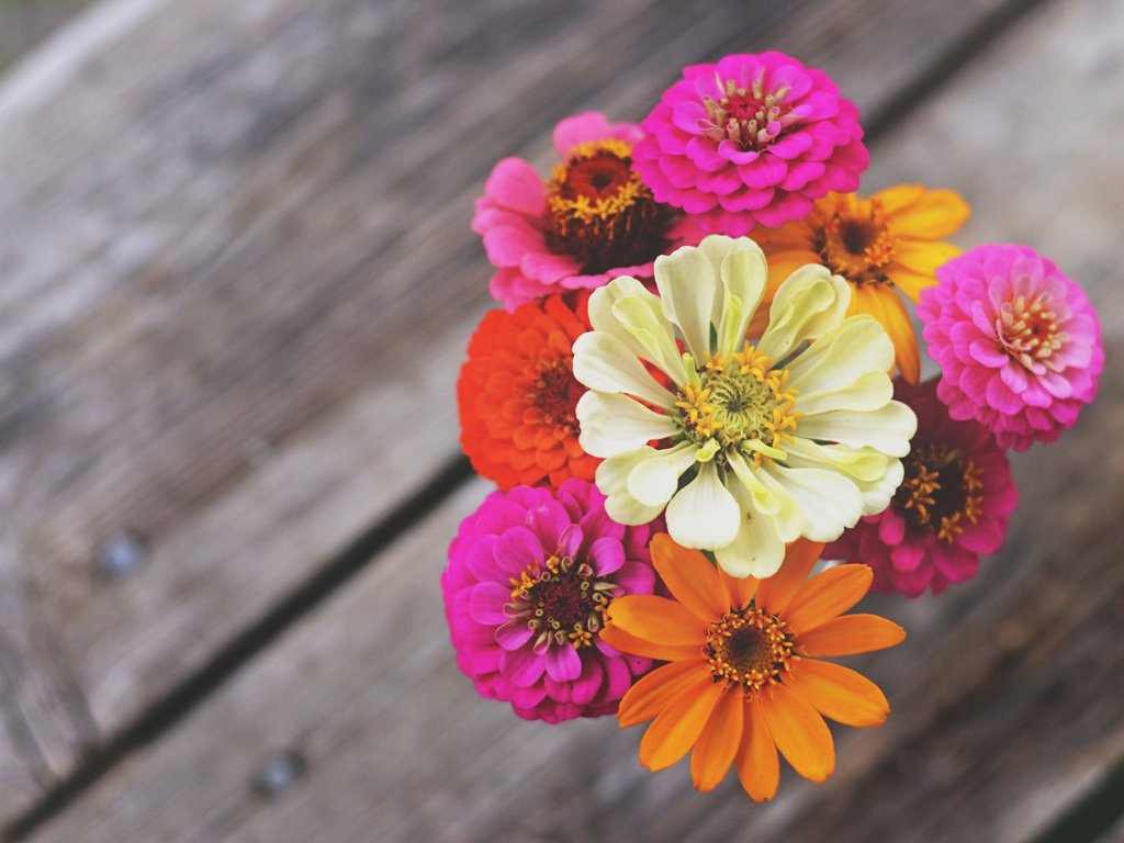 Обои цветы, макро, лепестки, букет, циния, цинии, flowers, macro, petals, bouquet, tsiniya, zinnia разрешение 4928x3264 Загрузить