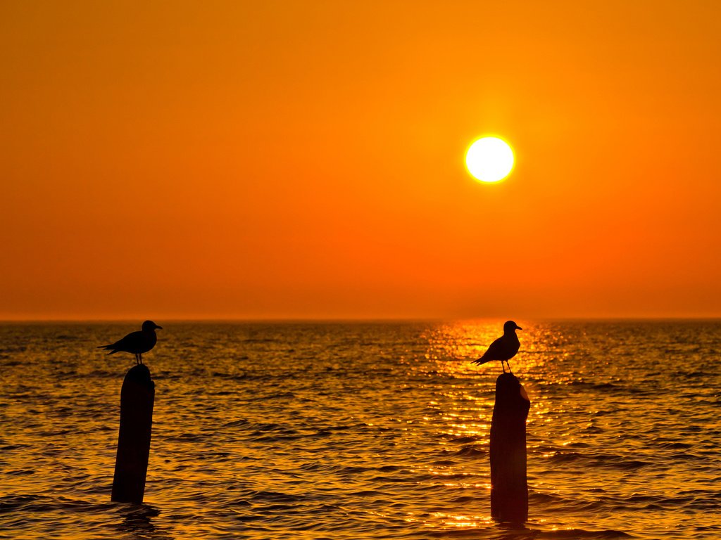 Обои закат, пейзаж, море, птицы, чайки, sunset, landscape, sea, birds, seagulls разрешение 2048x1357 Загрузить