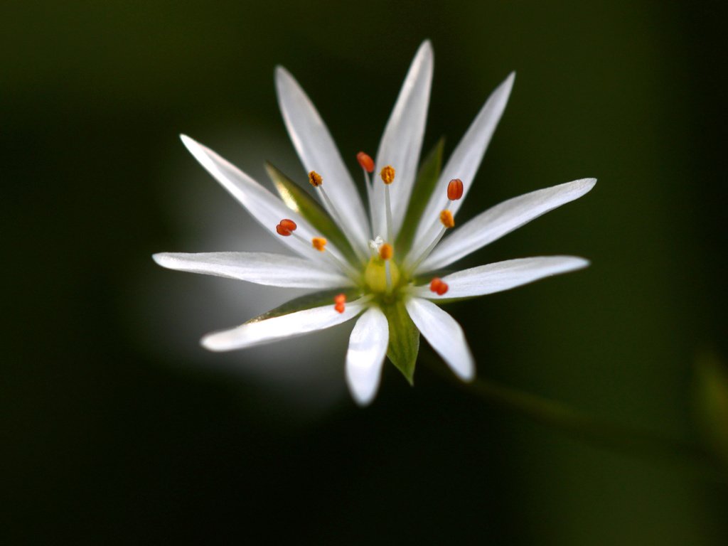 Обои макро, фон, цветок, белый, звездчатка, macro, background, flower, white, stellaria разрешение 2048x1365 Загрузить