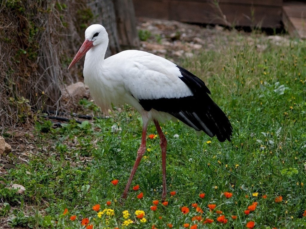 Обои цветы, трава, птица, клюв, перья, аист, белый аист, flowers, grass, bird, beak, feathers, stork разрешение 1920x1080 Загрузить