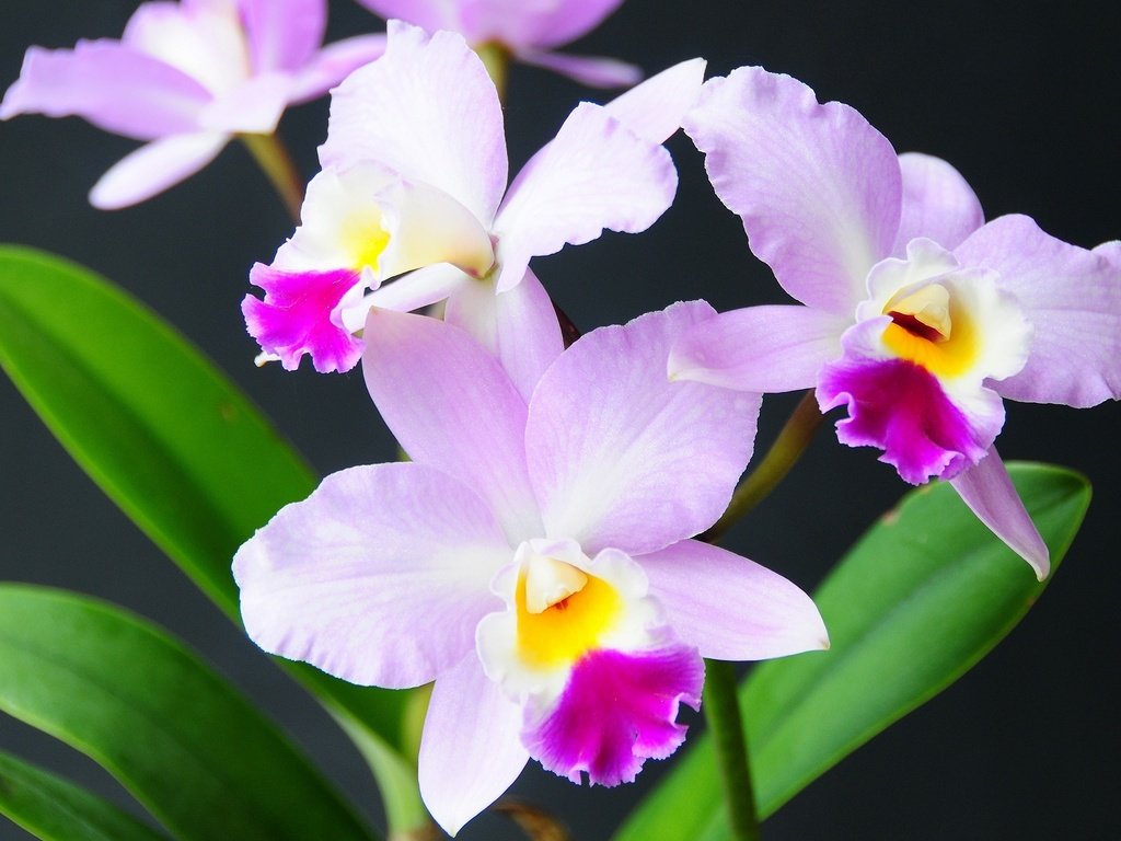 Обои цветы, экзотика, орхидея, flowers, exotic, orchid разрешение 2048x1313 Загрузить
