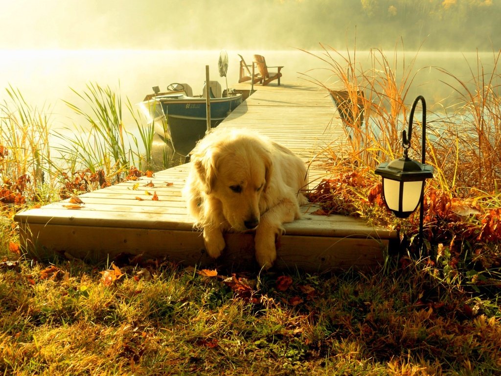 Обои река, пирс, собака, золотистый ретривер, river, pierce, dog, golden retriever разрешение 2048x1368 Загрузить