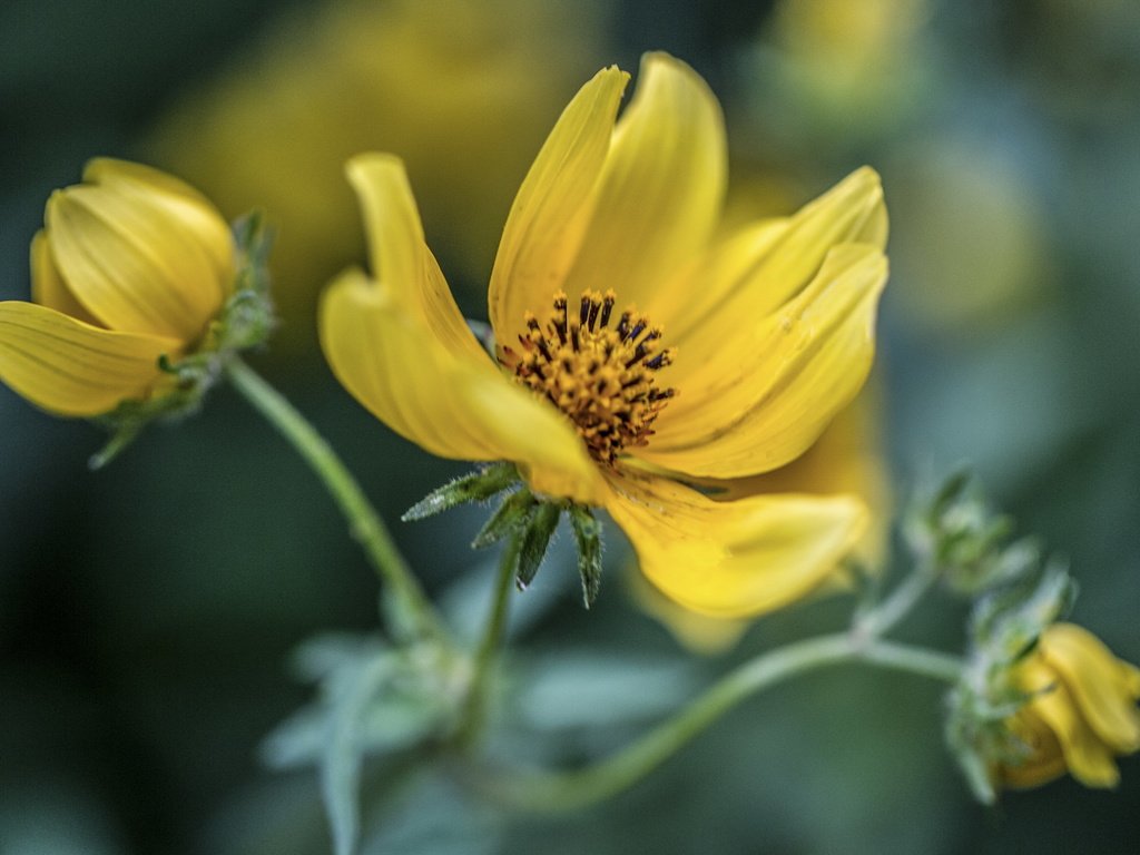 Обои цветы, фон, лепестки, стебель, желтые, космея, flowers, background, petals, stem, yellow, kosmeya разрешение 3000x2000 Загрузить