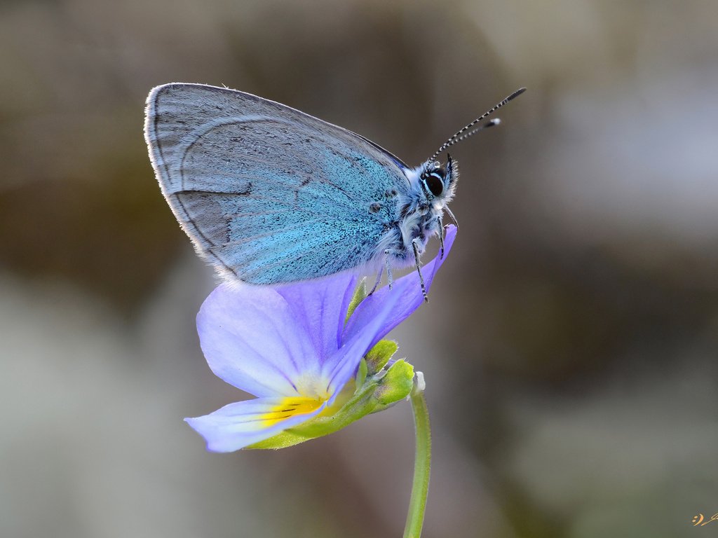 Обои цветок, бабочка, насекомые, flower, butterfly, insects разрешение 2048x1329 Загрузить